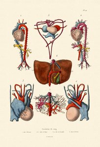 Blutkreislauf von French School